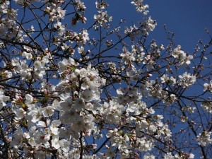 dscf6962 dscf6962