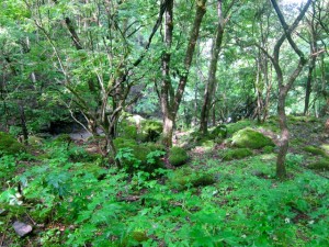 img_9797 img_9797