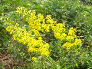 img_3635 img_3635