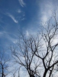 img_77351 img_77351
