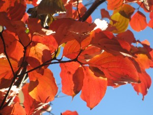 img_6667 img_6667