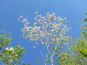 img_8942 img_8942