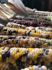 全体を学ぶ学校 2021 ◆ 5月〜Farm to Table〜