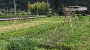 全体を学ぶ学校2021◆6月〜暮らしを楽しむ〜畑仕事と梅仕事