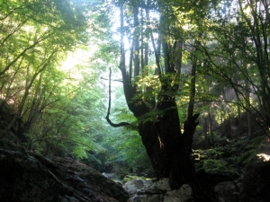大人のための 夏ののびのびリトリート2021