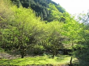 〜親子で楽しむ〜奥多摩デイキャンプ