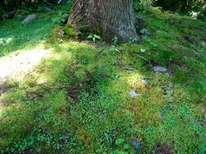 サバイバル キャンプ 2022 〜 夏の溪谷でシェルター作りとソロタイム　