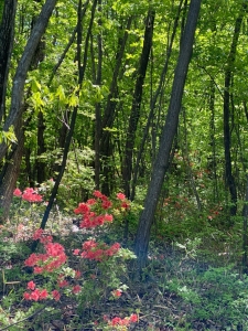 全体を学ぶ学校2022 第1回 参加者の感想+本間先生からの感想