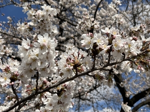 いのちの自然塾2023　知りたい！お産のこと　〜産むと生まれる〜 　レポート