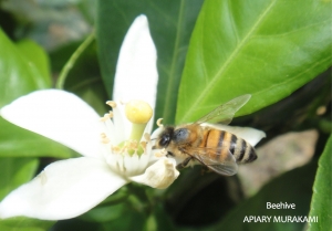 全体を学ぶ学校2023　第１回　ミツバチの世界