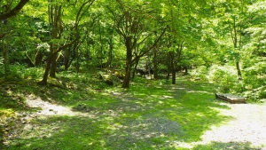 おとなのための 夏ののびのびキャンプ2023