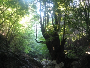 全体を学ぶ学校2024　第１回　地元学〜奥多摩の歴史と文化を知る