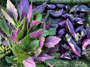 2024年度　アースマンシップの畑  フォトアルバム