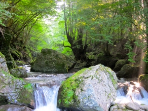 奥多摩 ケアテイカー　渓谷を調える　7月12日（土）〜13日（日）