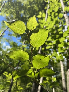 言葉を無意識の領域に追いやってはいけません