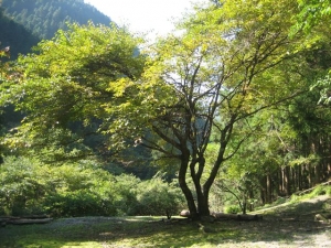 奥多摩 秋の One Day リトリート