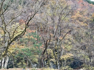 奥多摩 秋の One Day リトリート　11月24日（祝/月）に延期