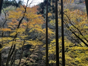 奥多摩 秋の One Day リトリート　レポート