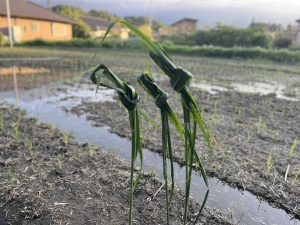 2025年度　アースマンシップの田畑  フォトアルバム