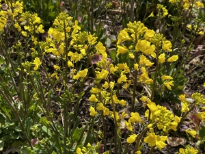 2026年度 千艸百種（ちぐさももたね）の会