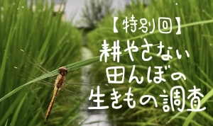 千艸百種（ちぐさももたね）の会 7月 特別回「耕さない田んぼの生きもの調査」